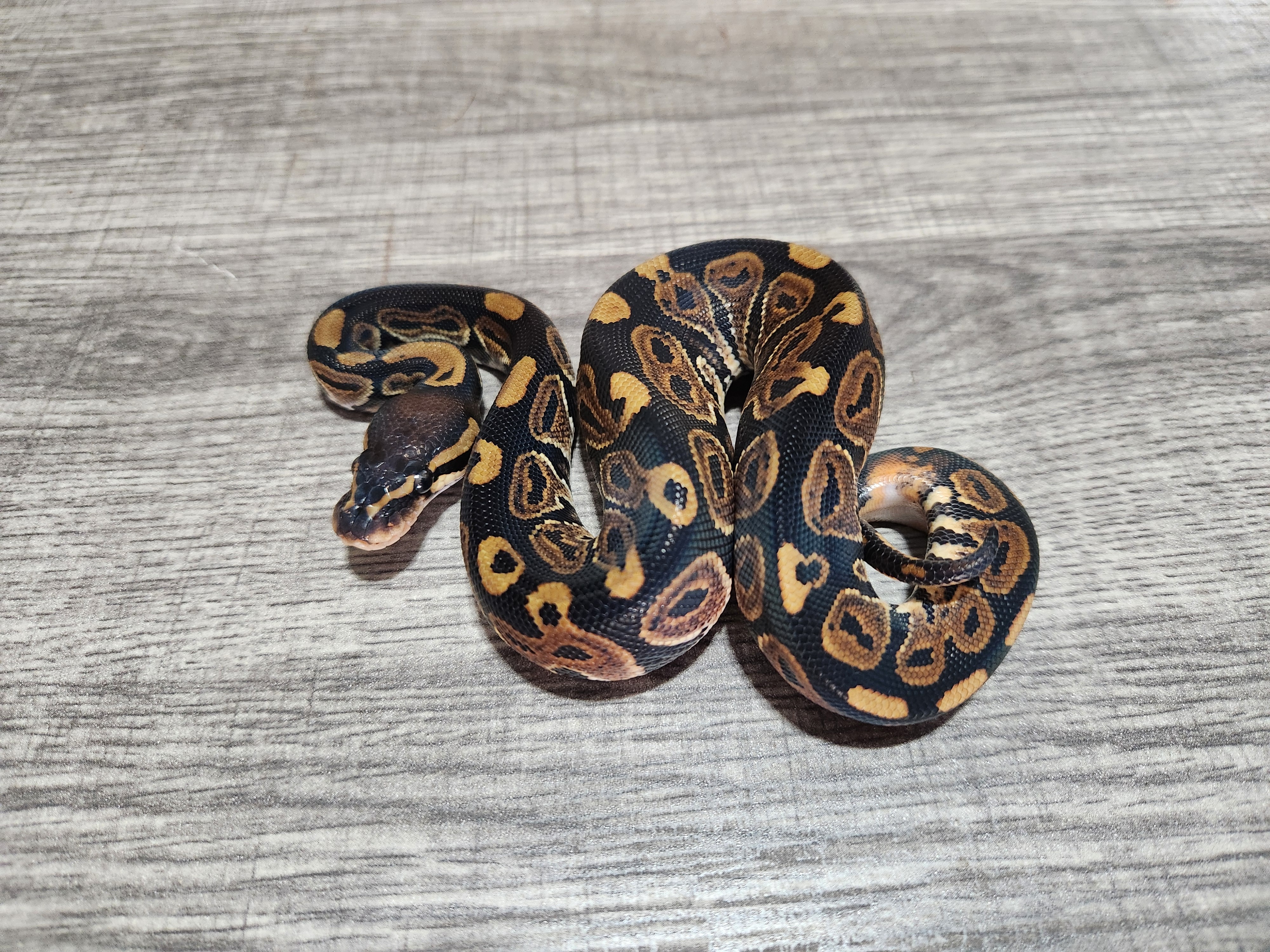 animal image