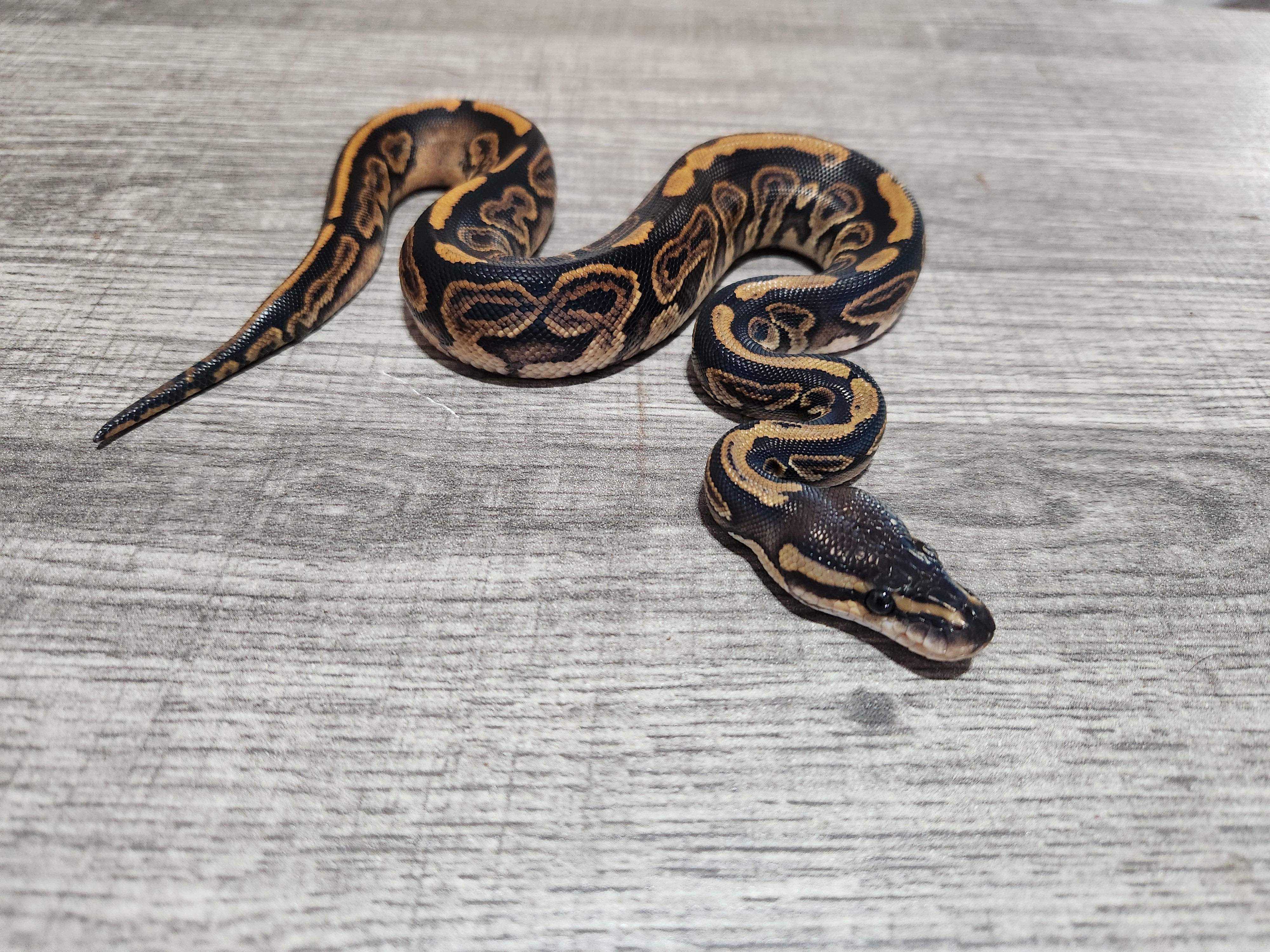 animal image