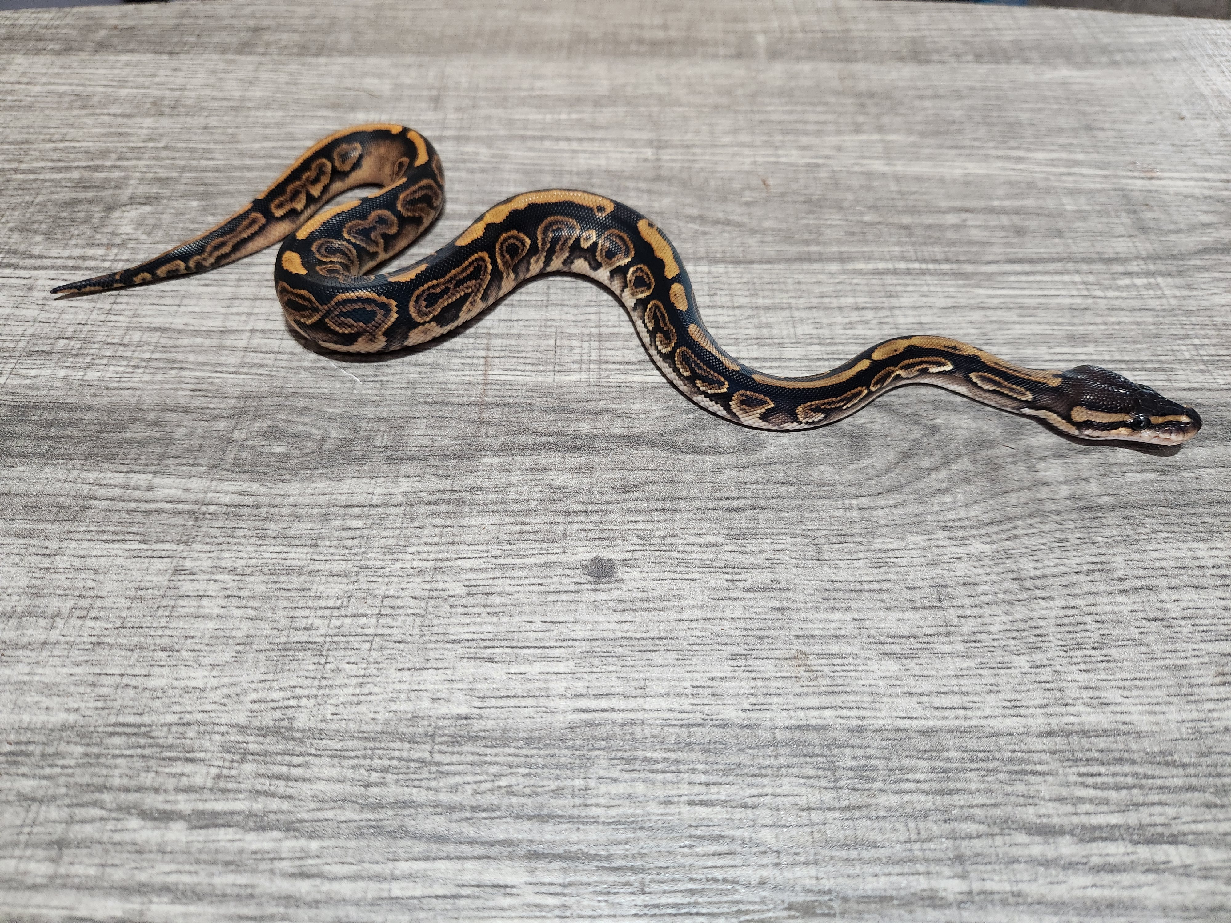 animal image