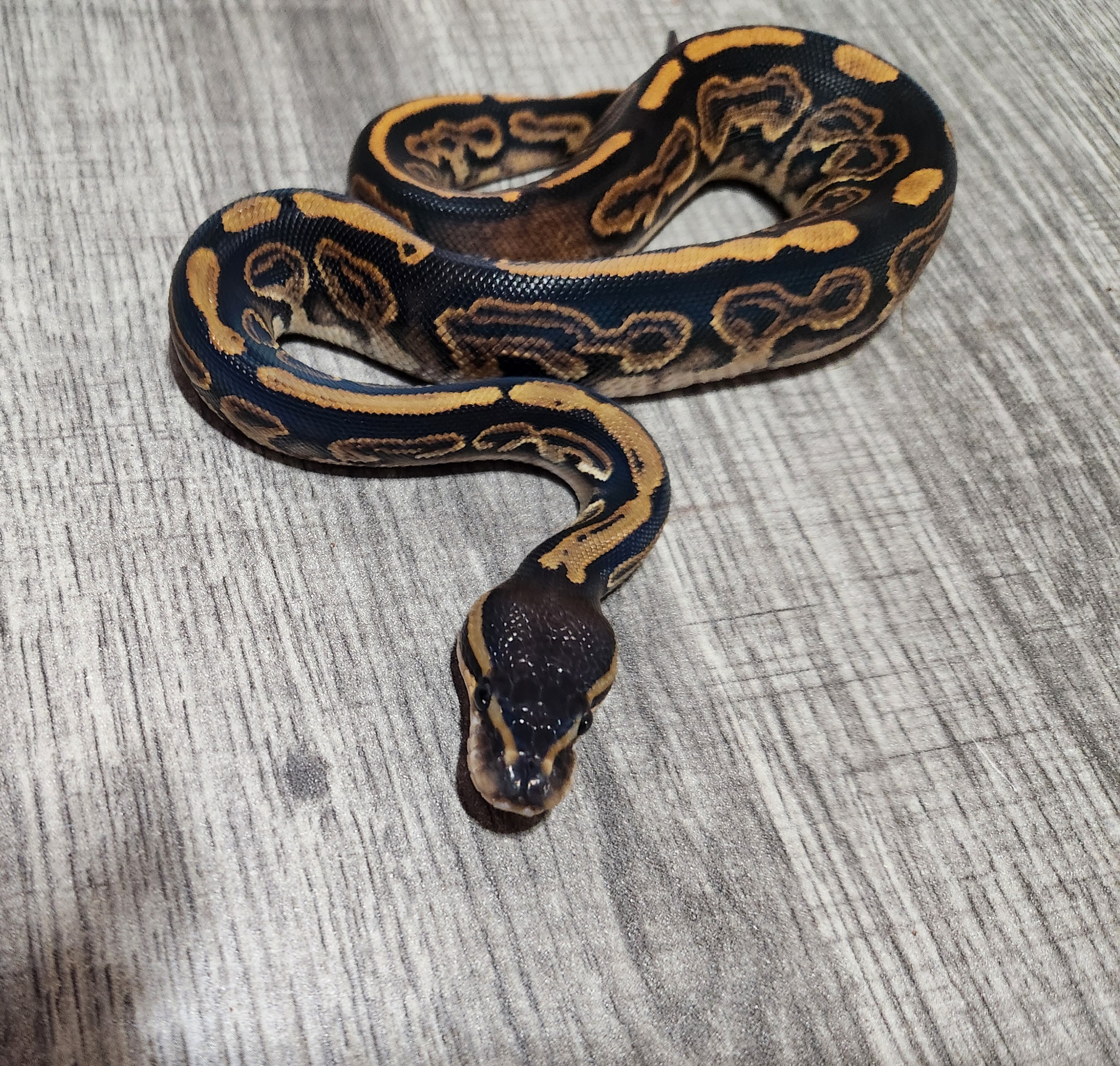 animal image