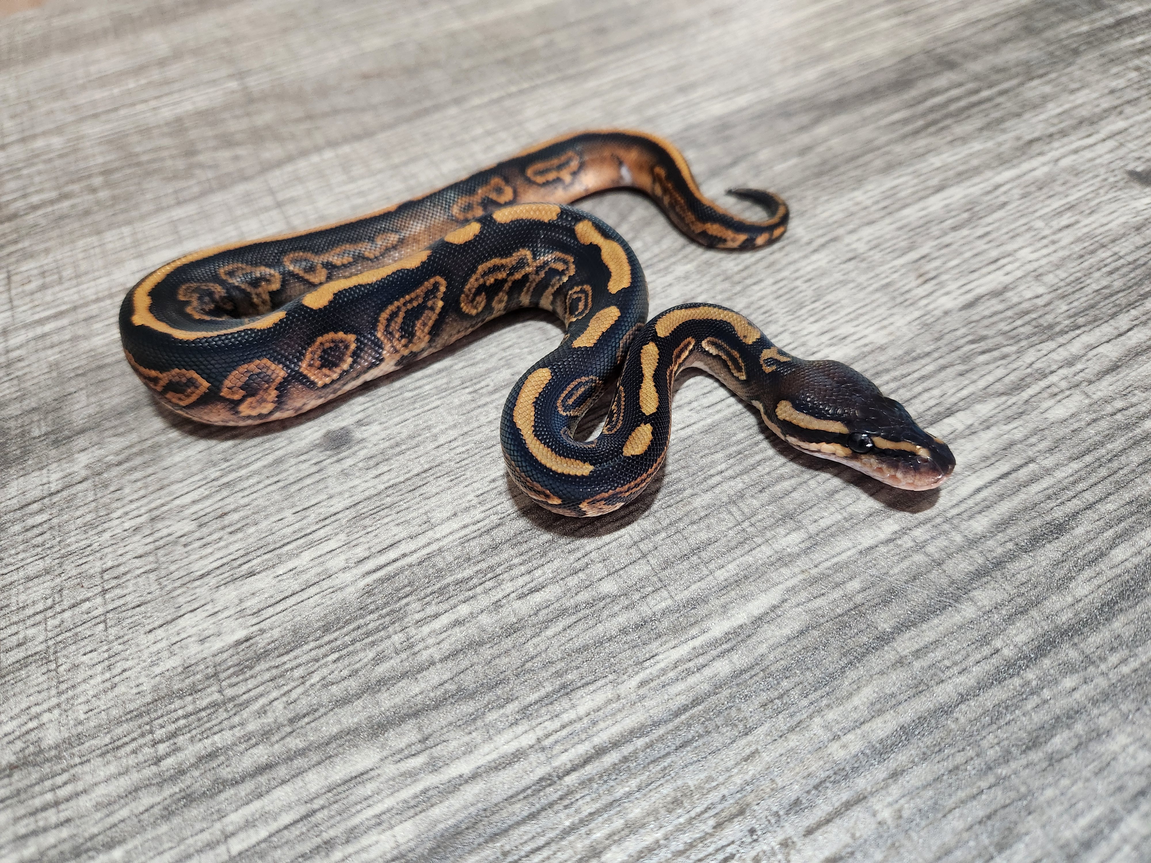 animal image