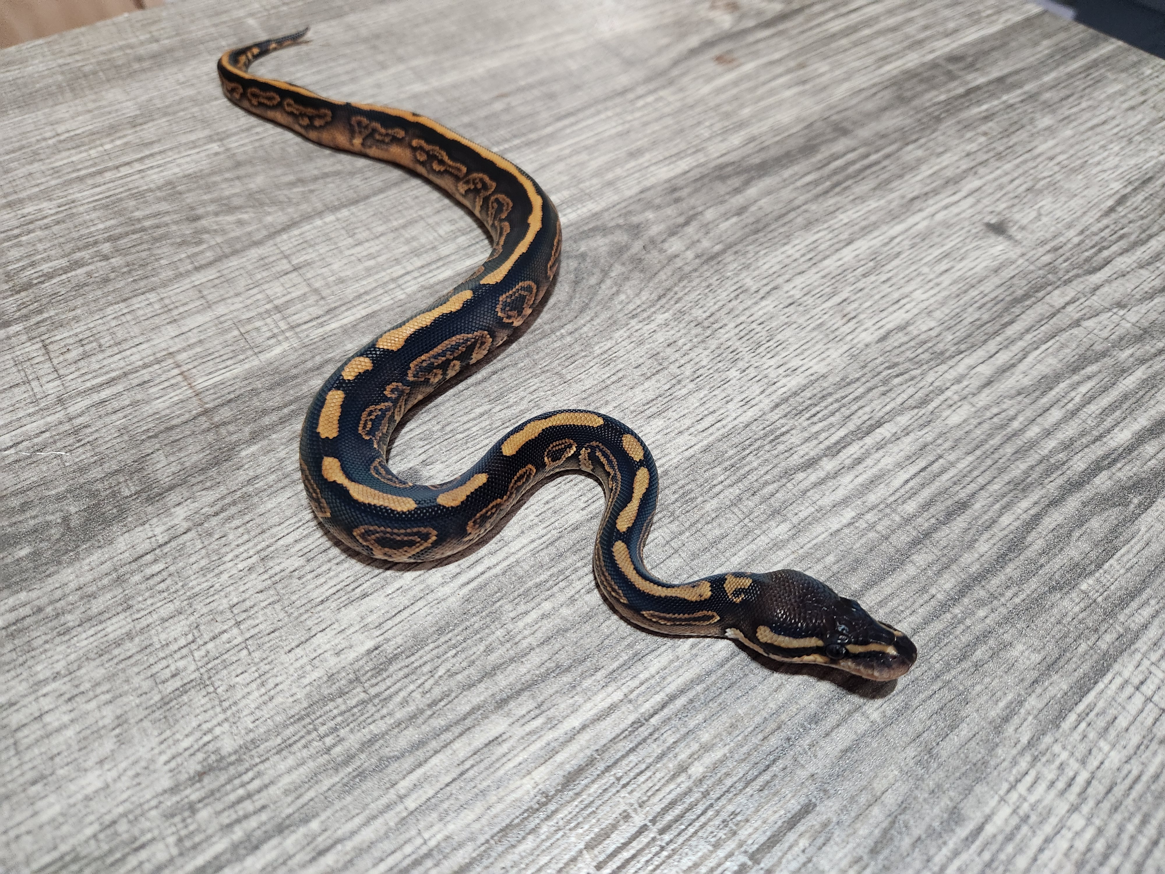 animal image