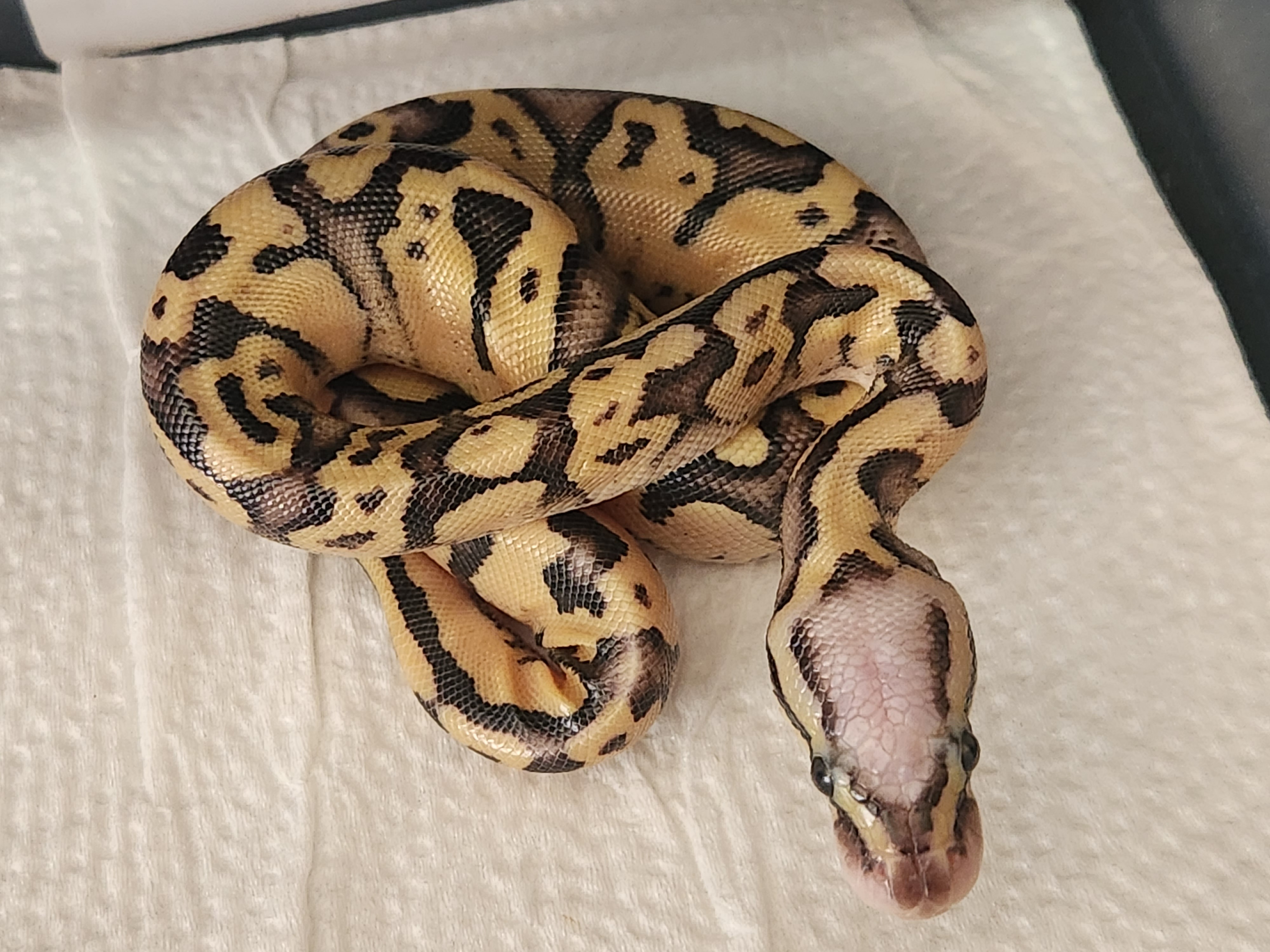 animal image