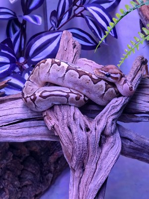animal image