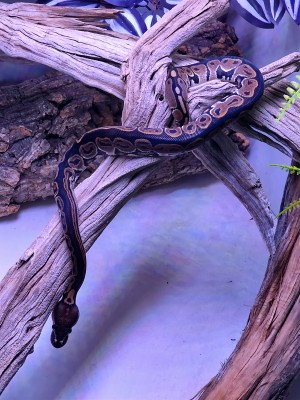 animal image