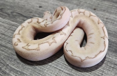 animal image