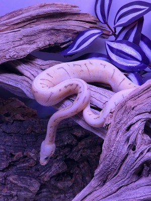 animal image