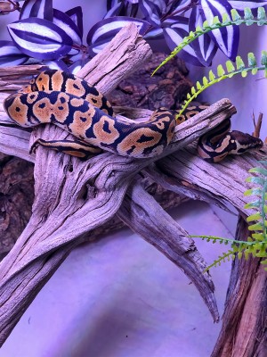 animal image