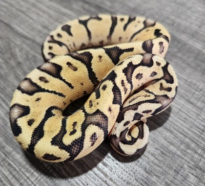 animal image