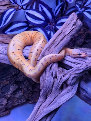 animal image