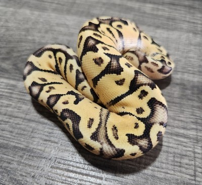 animal image