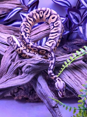 animal image