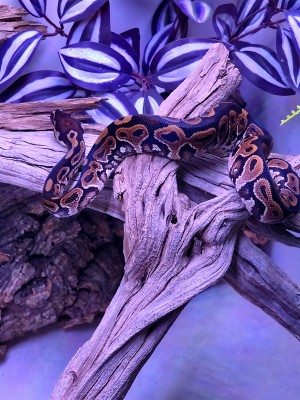 animal image