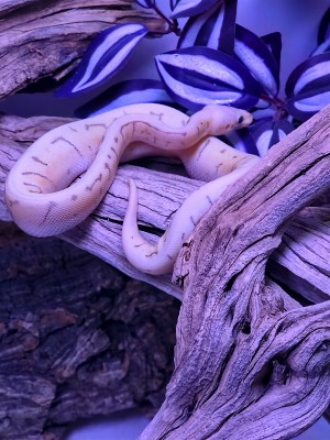 animal image