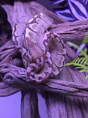 animal image