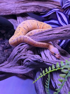 animal image