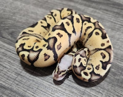 animal image