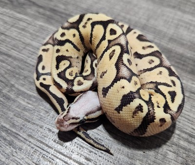 animal image