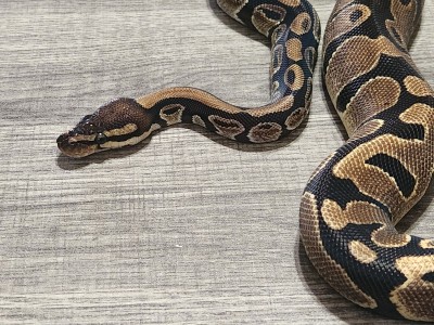 animal image