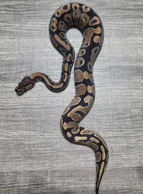 animal image