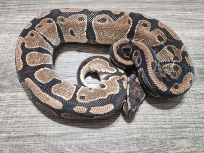 animal image