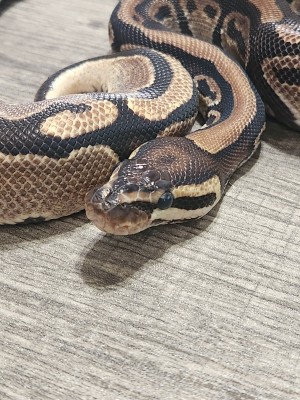 animal image