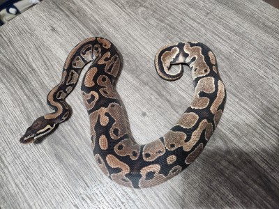 animal image