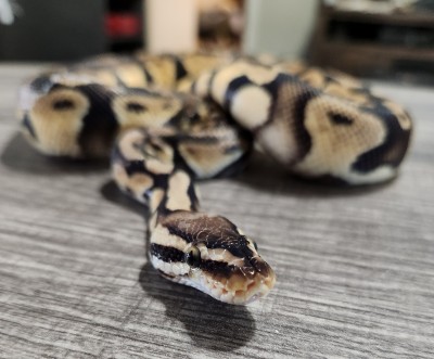 animal image