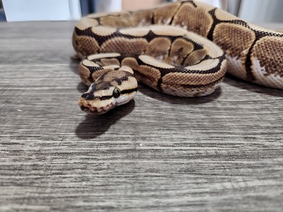 animal image