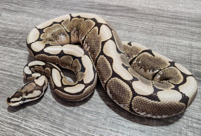 animal image