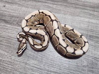 animal image