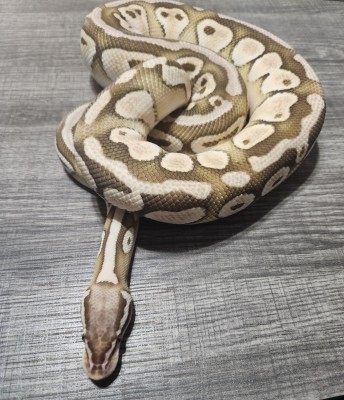 animal image