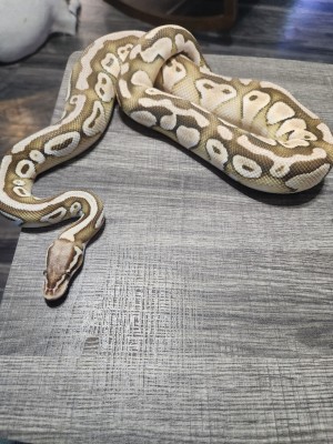 animal image