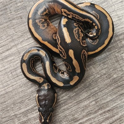 animal image