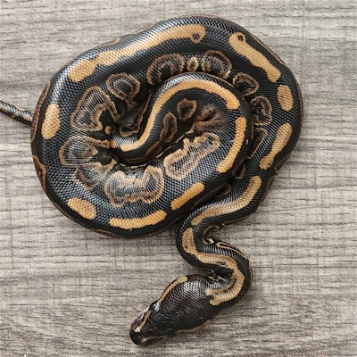 animal image