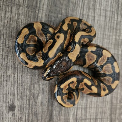 animal image