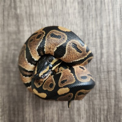 animal image