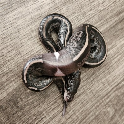 animal image
