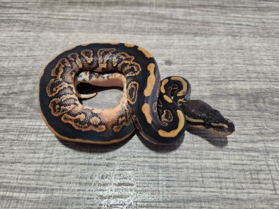 animal image