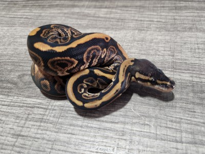 animal image