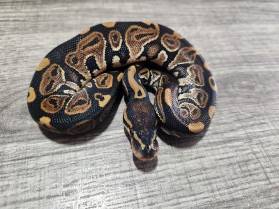 animal image
