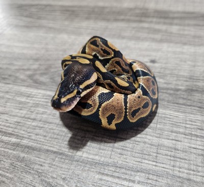 animal image