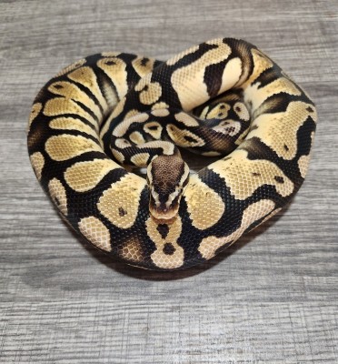 animal image