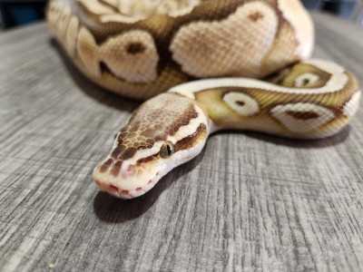 animal image