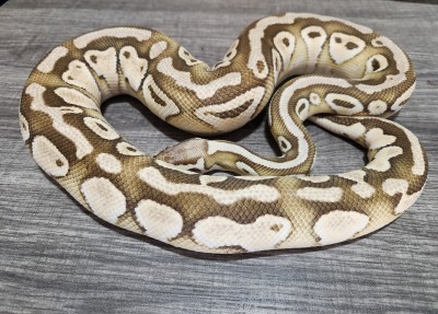 animal image