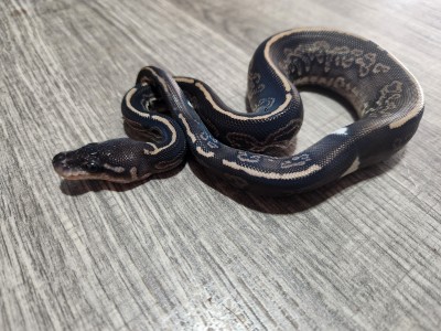 animal image