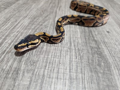 animal image
