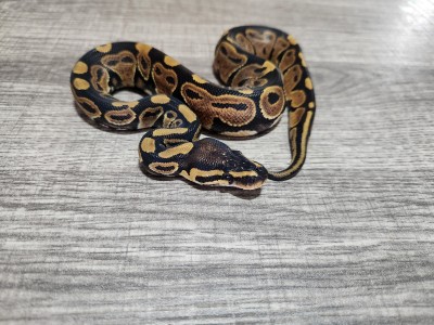 animal image