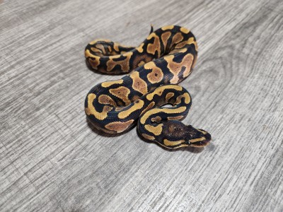 animal image