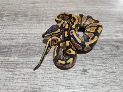 animal image